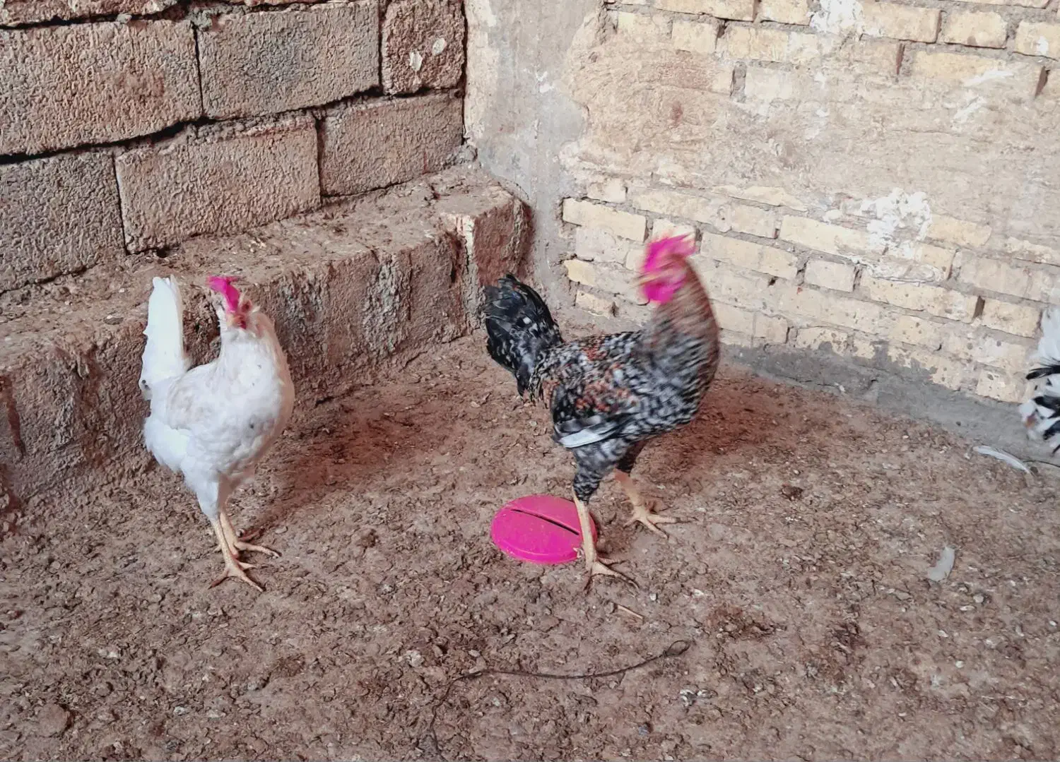 فروشی|حیوانات مزرعه|شوشتر, |دیوار