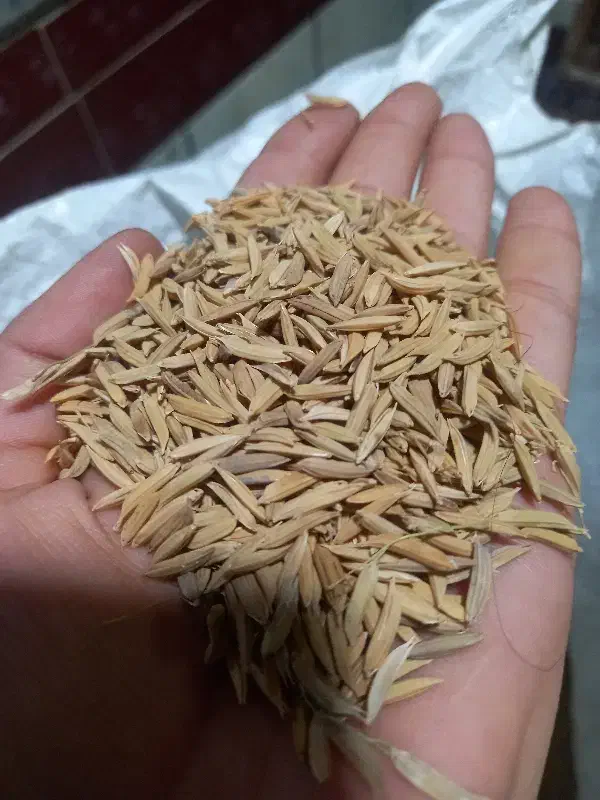 شالی فجر|خوردنی و آشامیدنی|مزرعه کتول, |دیوار