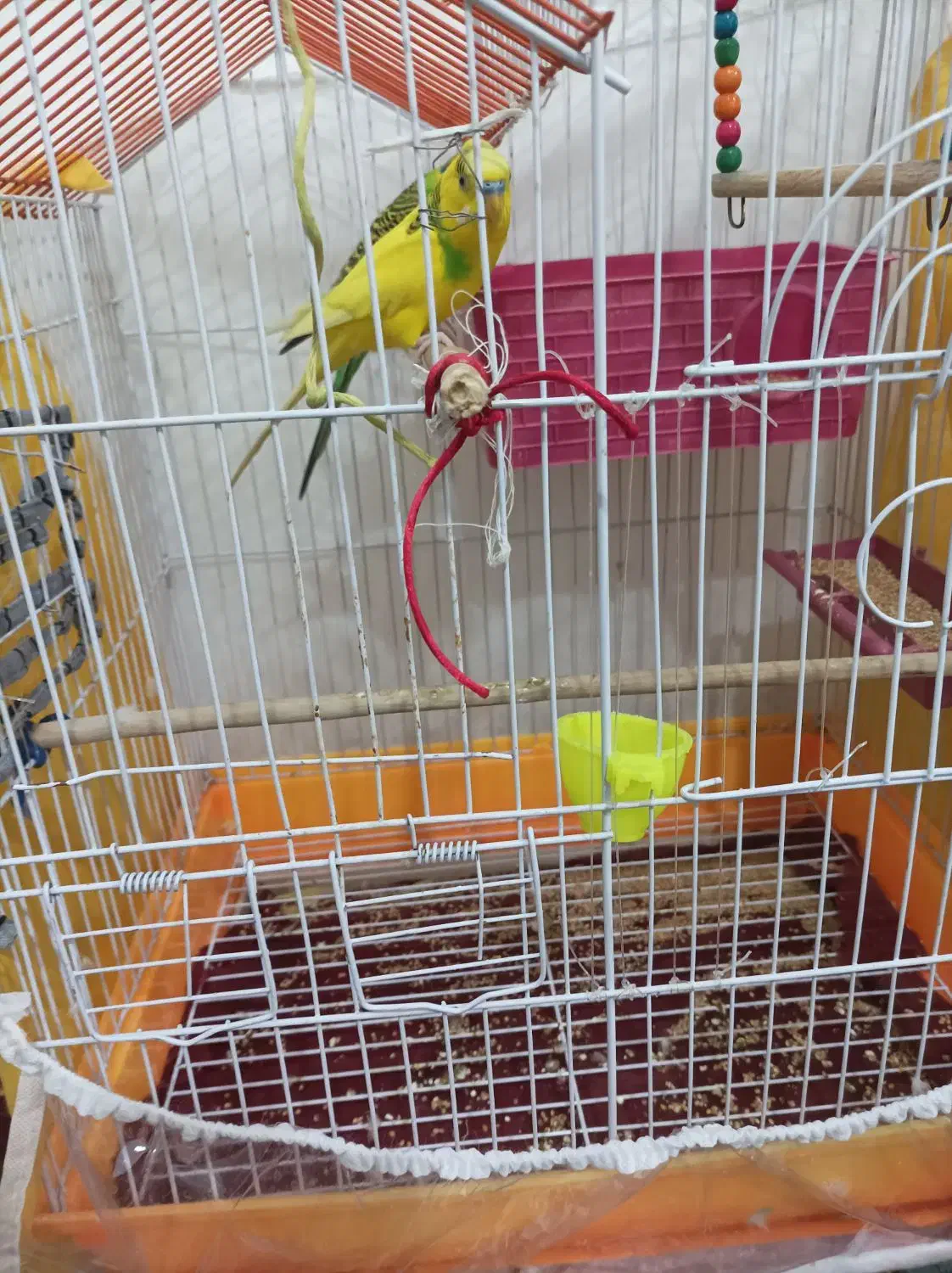 جفت مرغ عشق انگلیسی اصل|پرنده|جیرفت, |دیوار