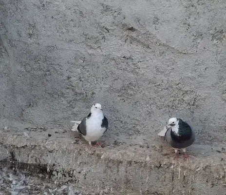 کبوتر|پرنده|قشم, |دیوار