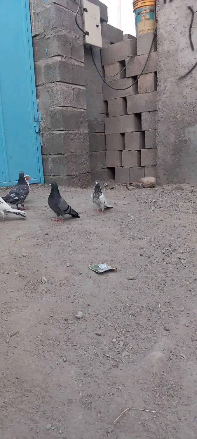 کبوتر پاکستانی و ایرانی|پرنده|تخت, |دیوار