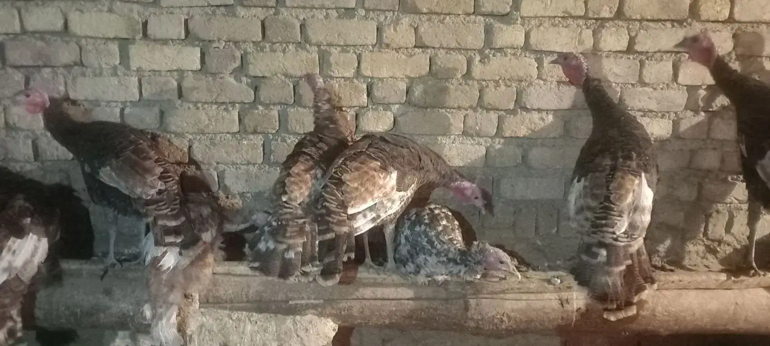 بوقلمون|حیوانات مزرعه|دینور, |دیوار