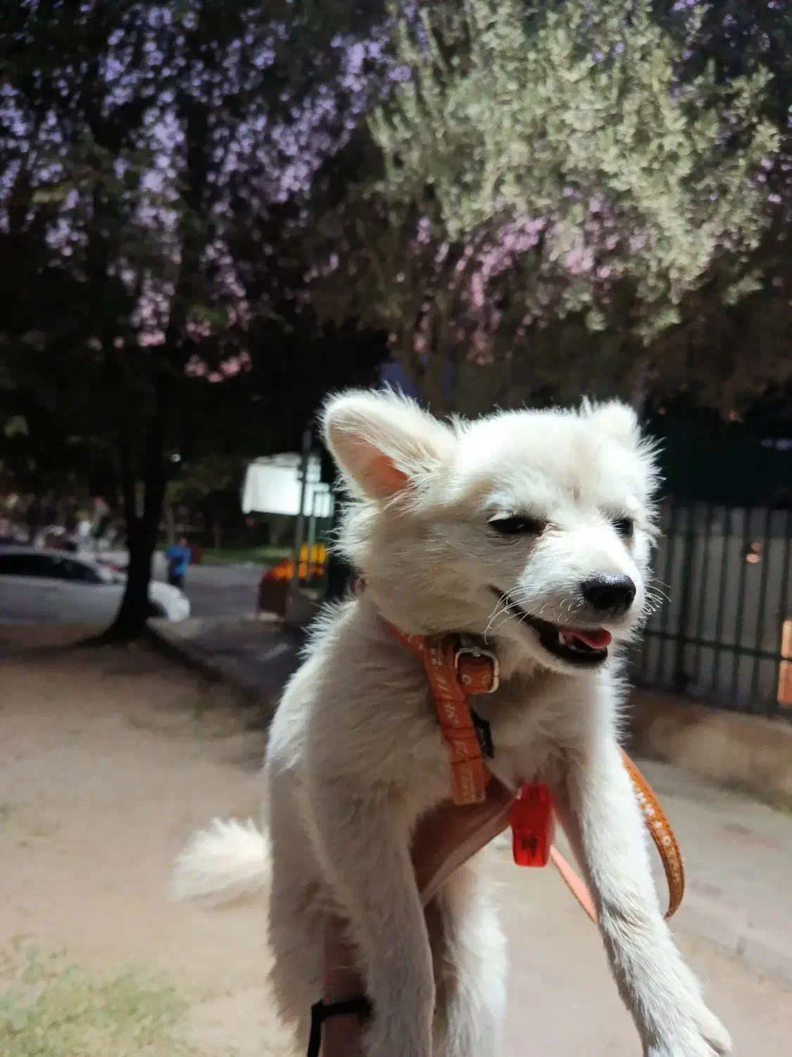 سگ خیلی با تربیت حرف گوش کن بازی گوشی|سگ|ری, اقدسیه|دیوار