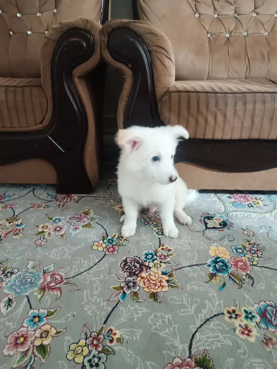 حیوان|سگ|بندرعباس, |دیوار