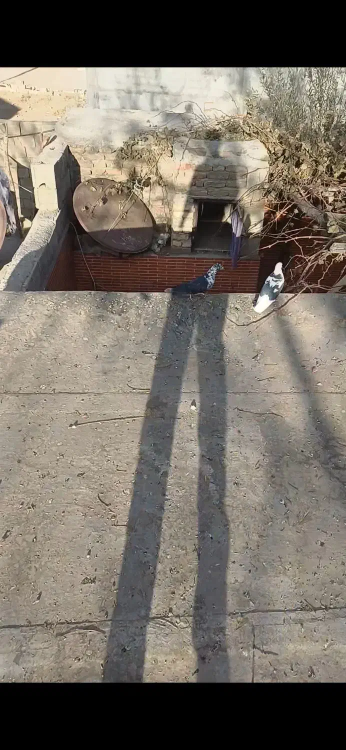 کبوتر|پرنده|لاران, |دیوار