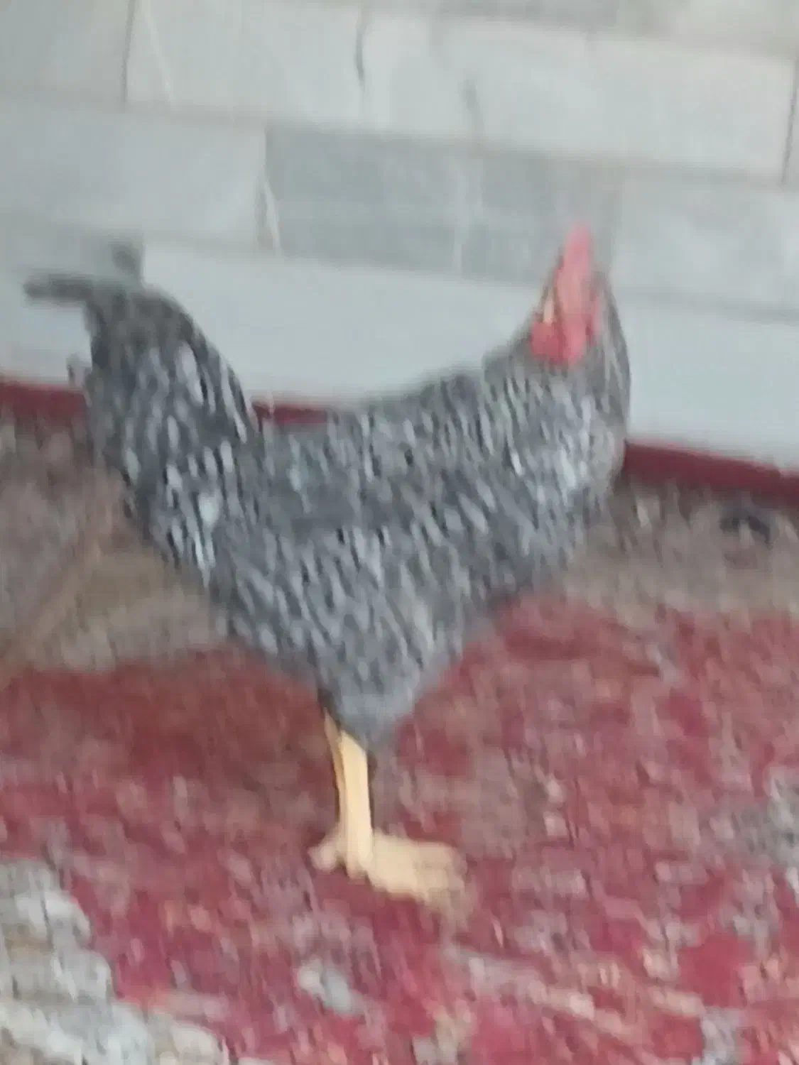 خروس بومی|حیوانات مزرعه|اردکان, |دیوار