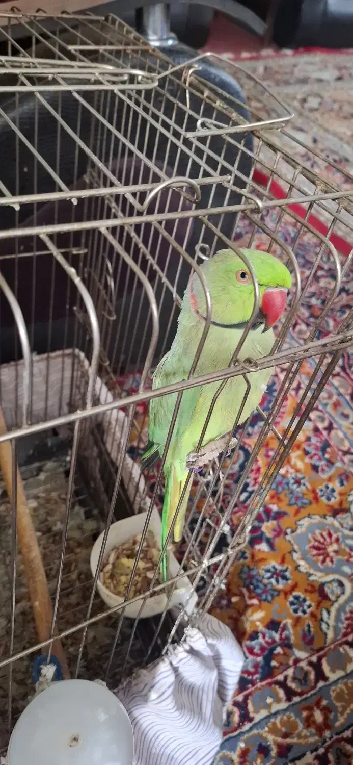 طوطی ملنگو دستی سخنگو|پرنده|مشهد, هفده شهریور|دیوار