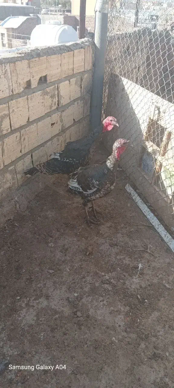 بوقلمون|حیوانات مزرعه|زاهدان, |دیوار