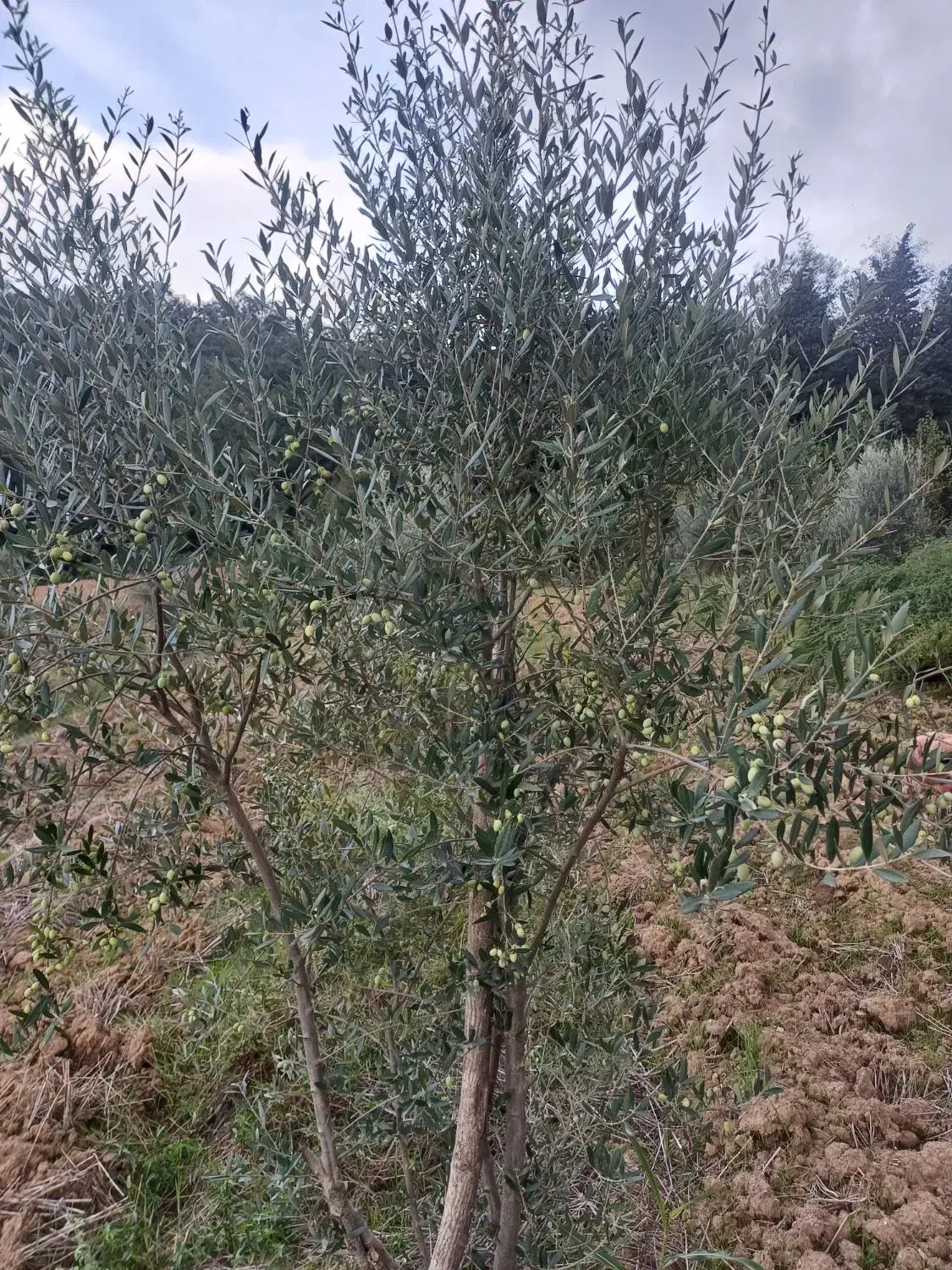 فروش زمین باغی درروستای بالاجاده جنب جنگل|فروش زمین و ملک کلنگی|کردکوی, |دیوار