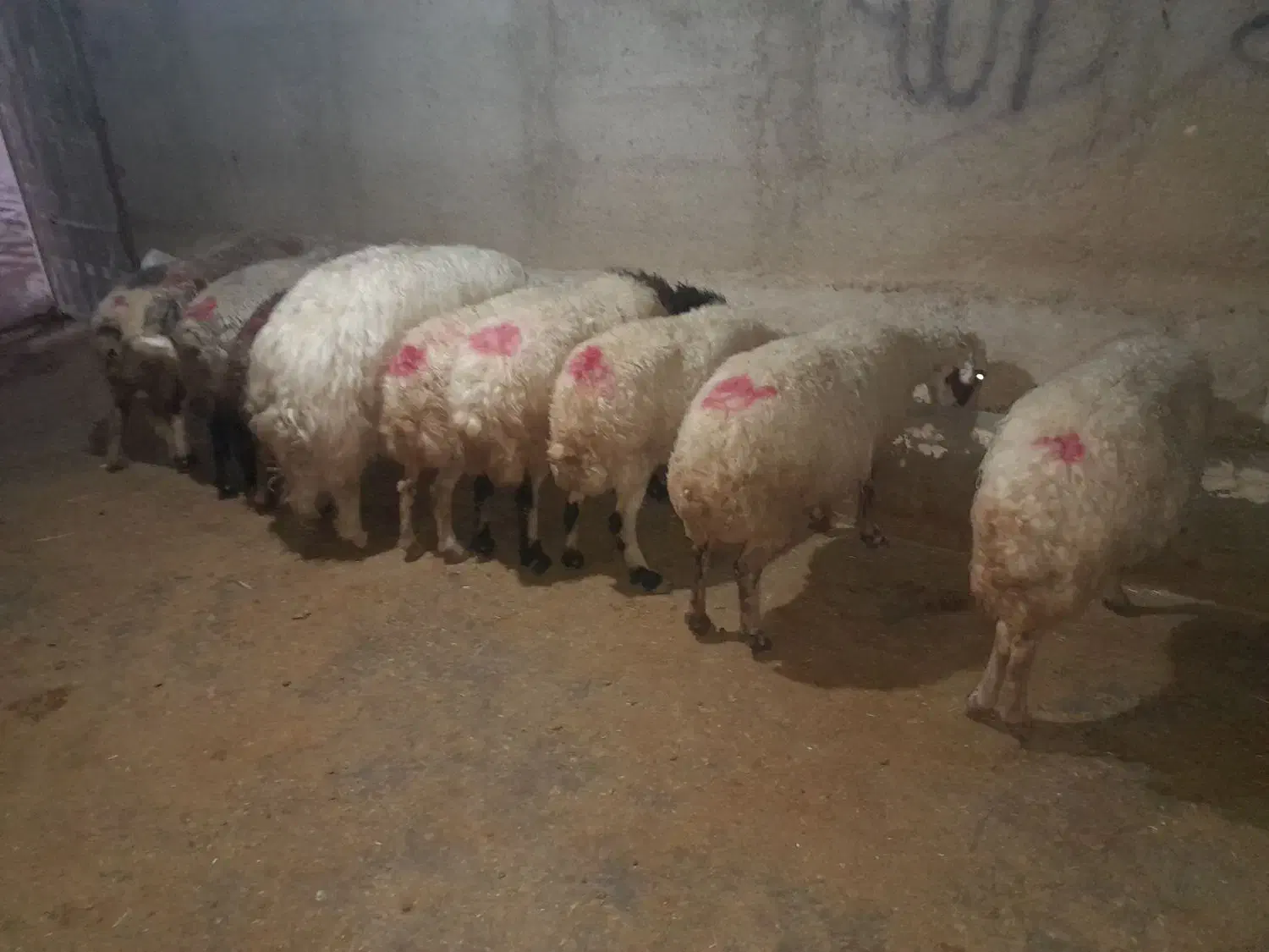 میش وبره|حیوانات مزرعه|کارزان, |دیوار