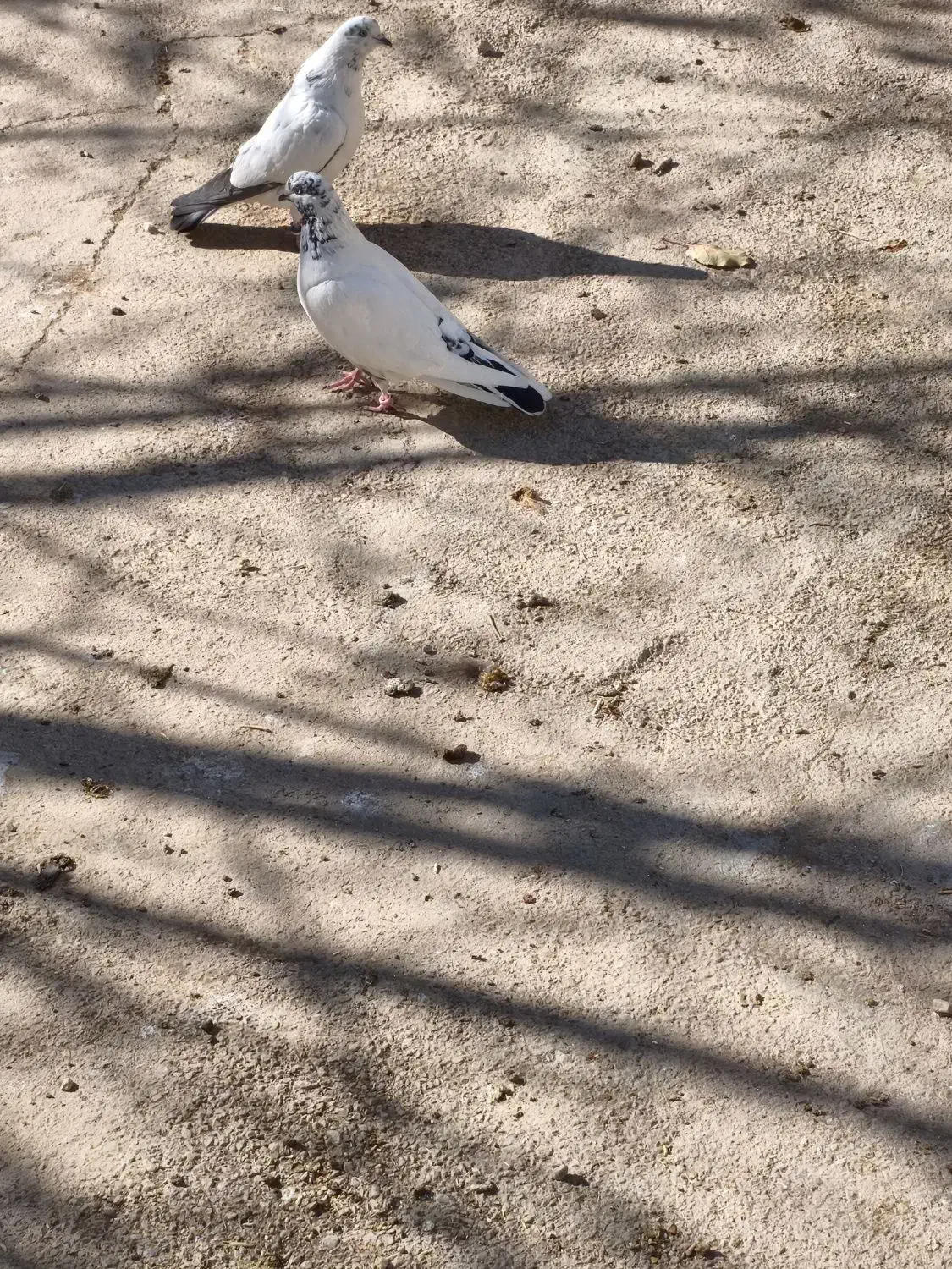 کفتر|پرنده|نورآباد, |دیوار