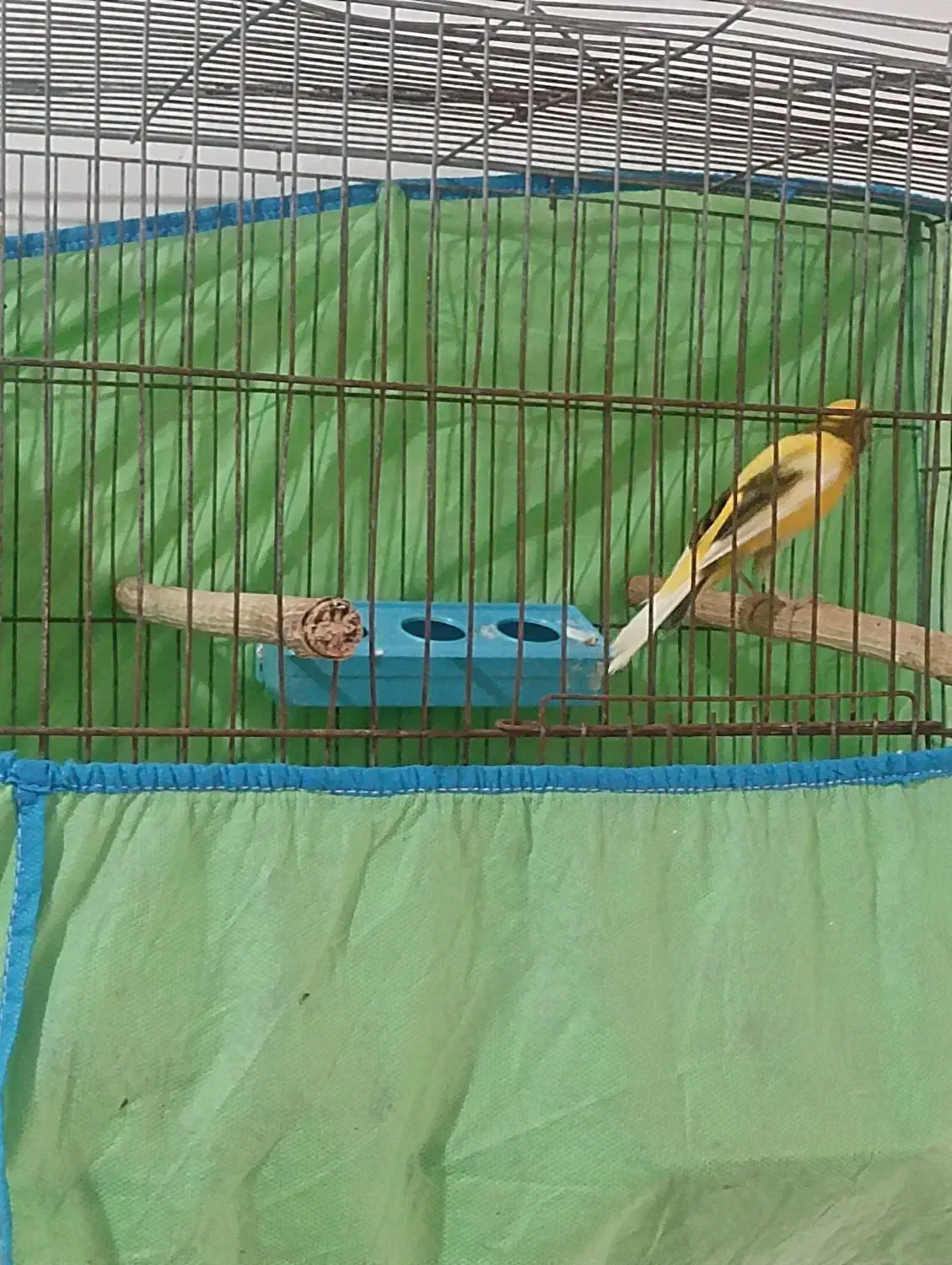 قناری نر ابلق پرتقالی|پرنده|آمل, |دیوار