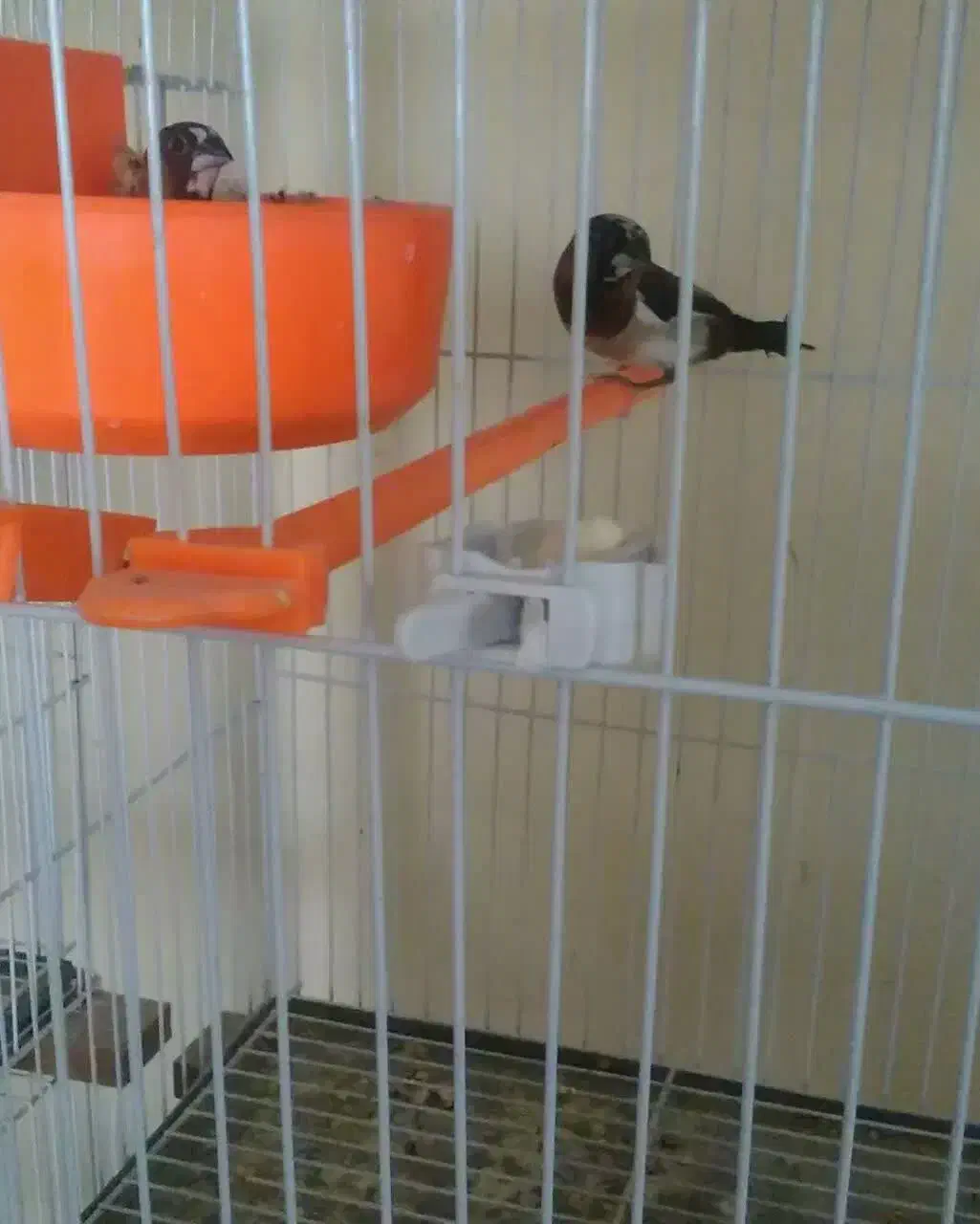 فنچ بنگالی|پرنده|بیرجند, |دیوار