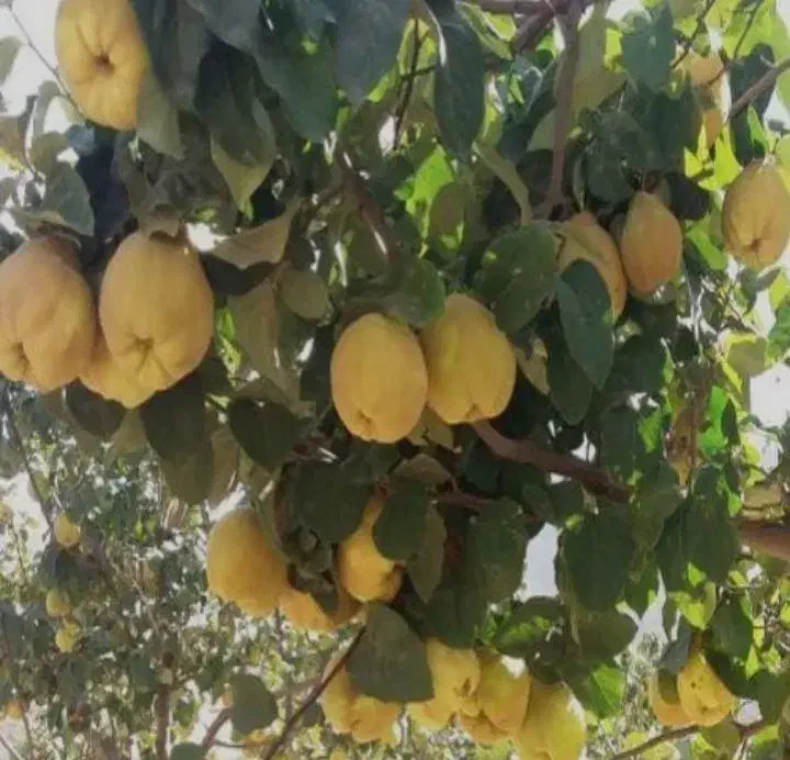 نهال به اصفهان|خدمات باغبانی و درختکاری|نطنز, |دیوار