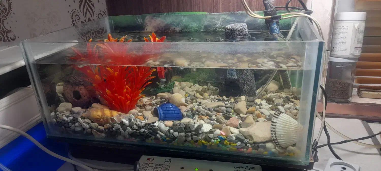 آکواریوم|ماهی|زاهدان, |دیوار