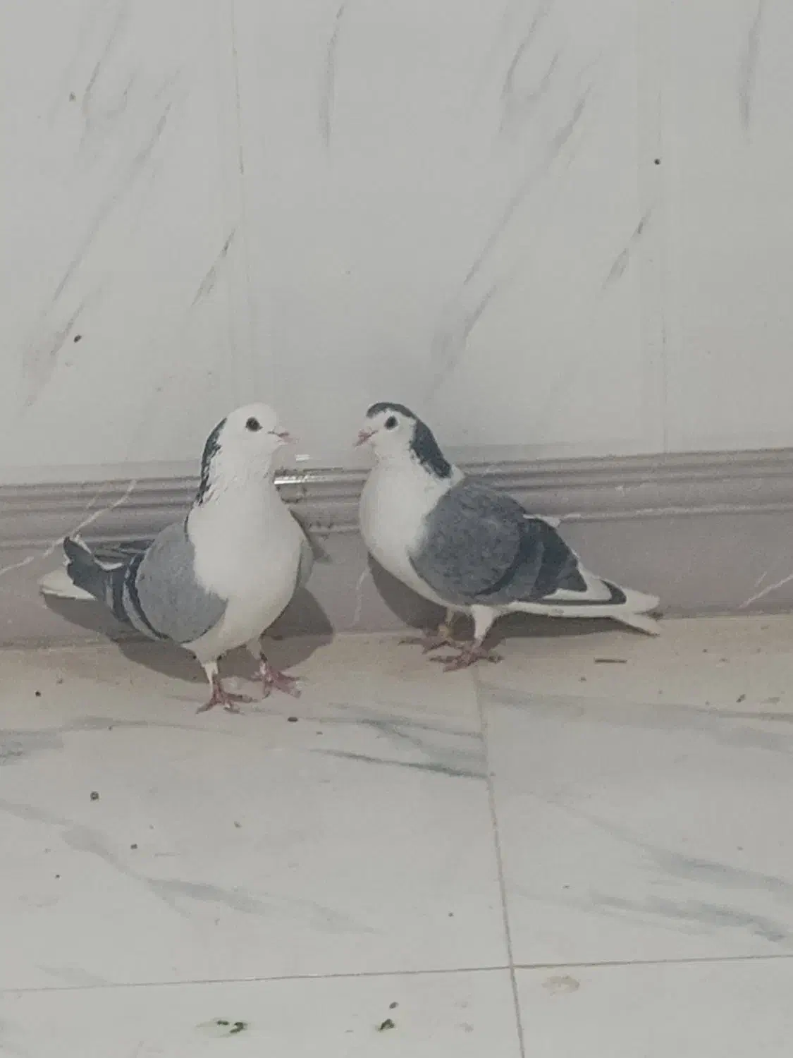 کیوتر دمگیر|پرنده|شاهین‌شهر, گزبرخوار|دیوار