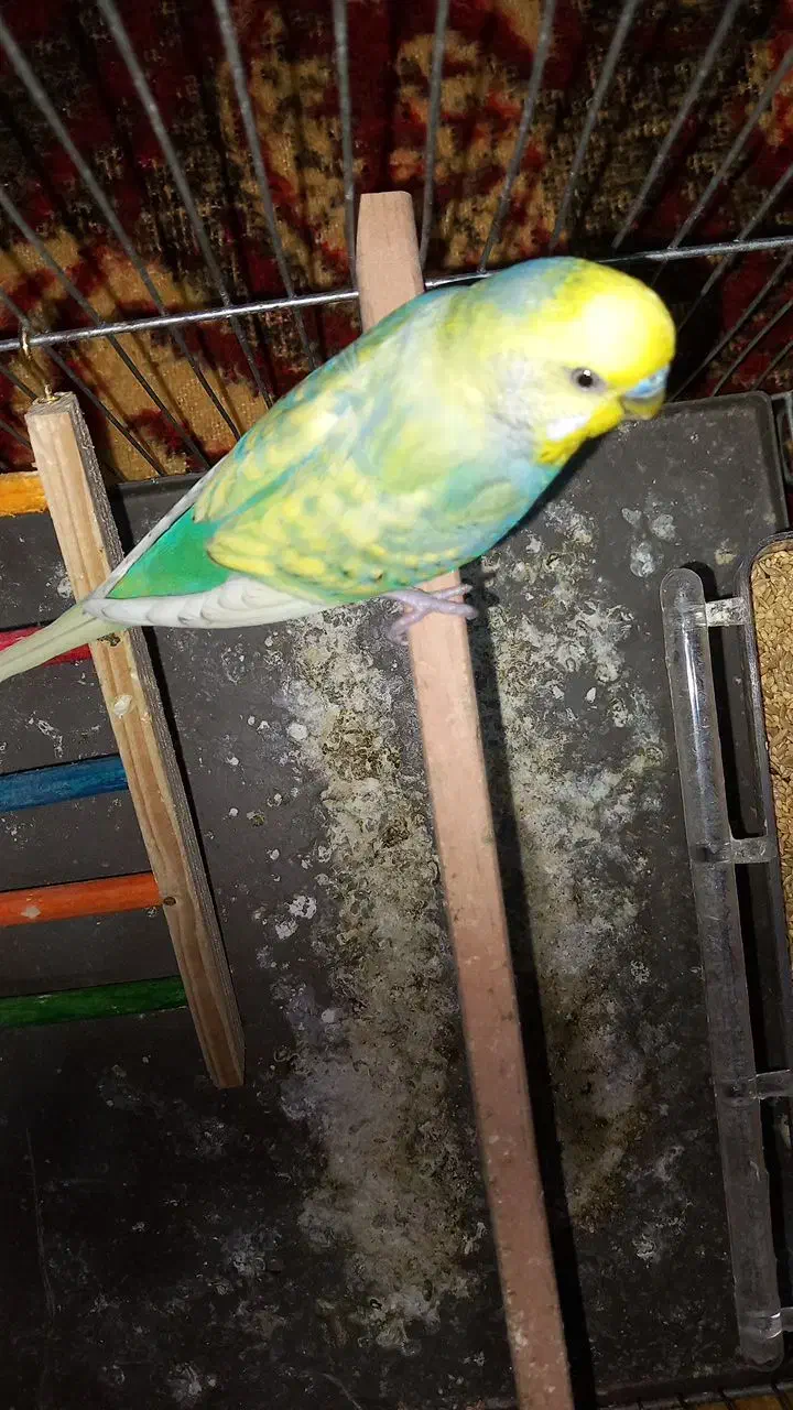 مرغ عشق با قفس و جوجه|پرنده|کرج, خرمدشت|دیوار