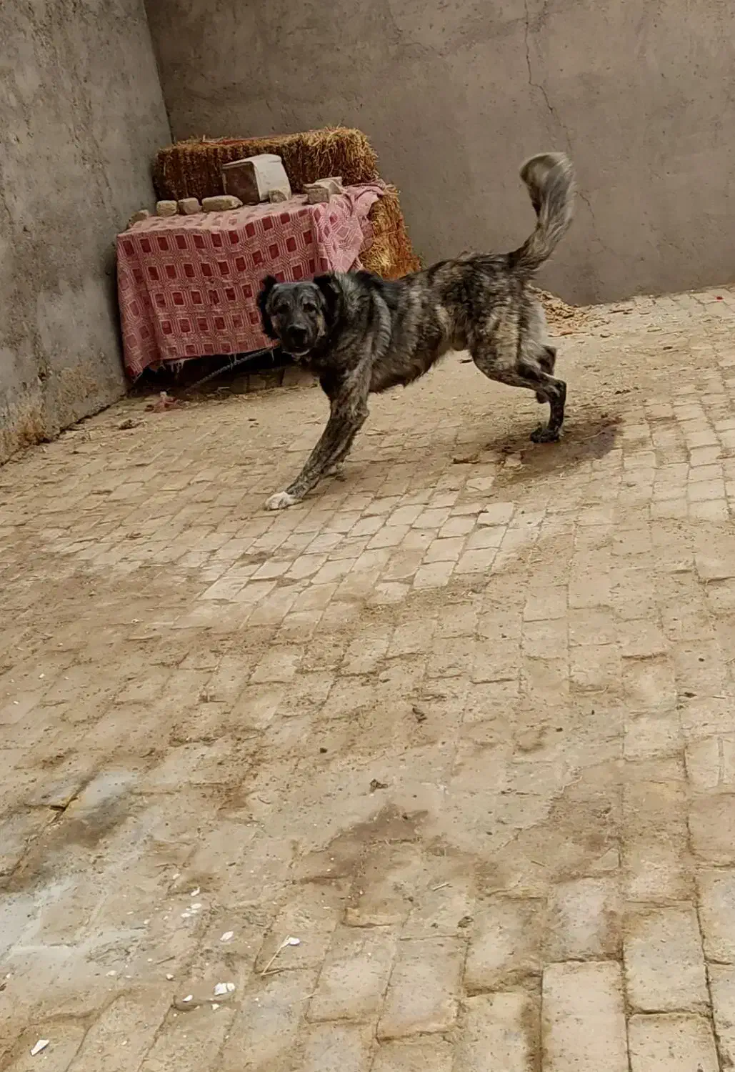 سگ گله ای ونگهبان|سگ|ساوه, |دیوار