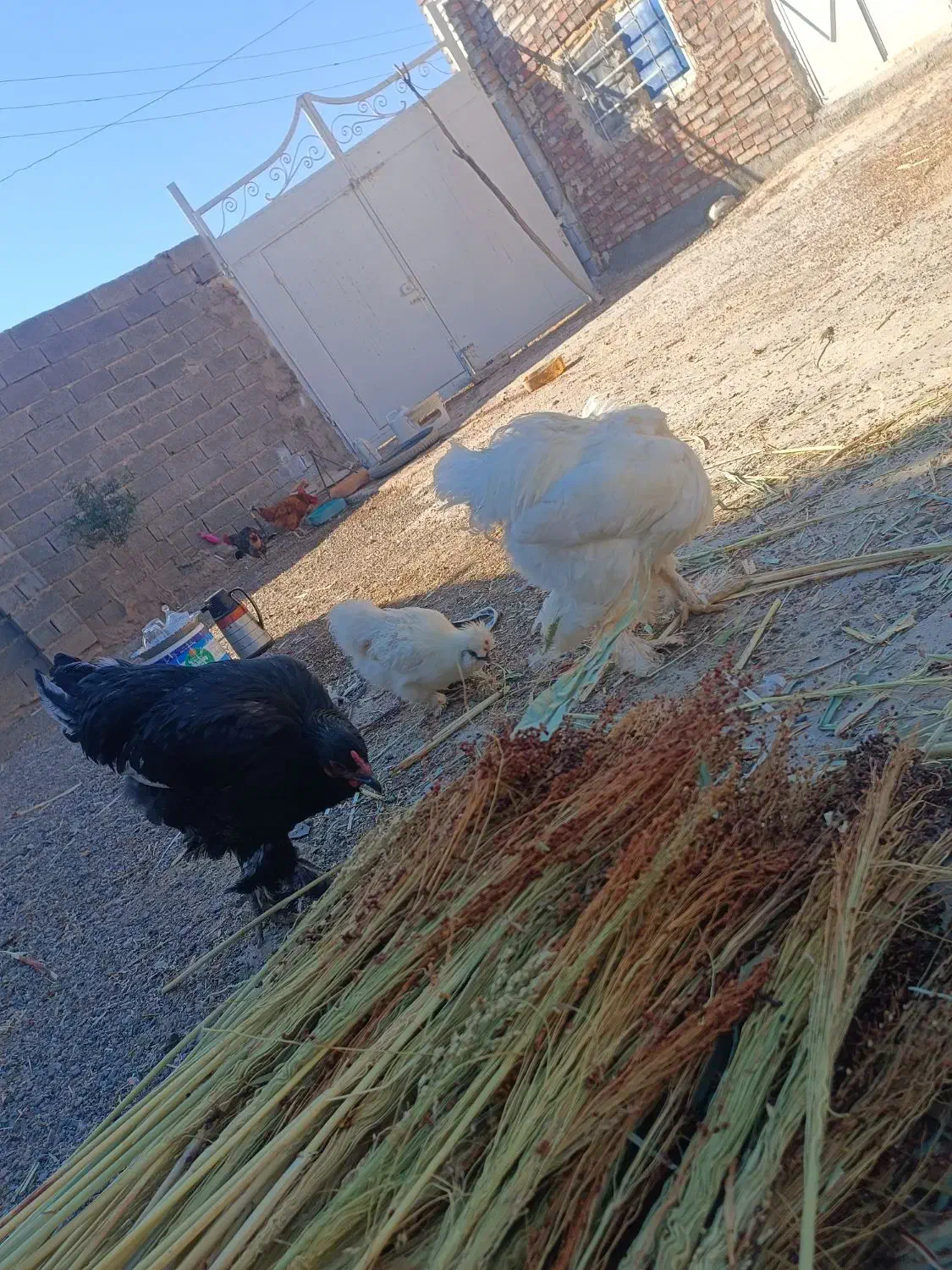 خروس برهما بلک و لایت غول پیکر|حیوانات مزرعه|میانه, |دیوار