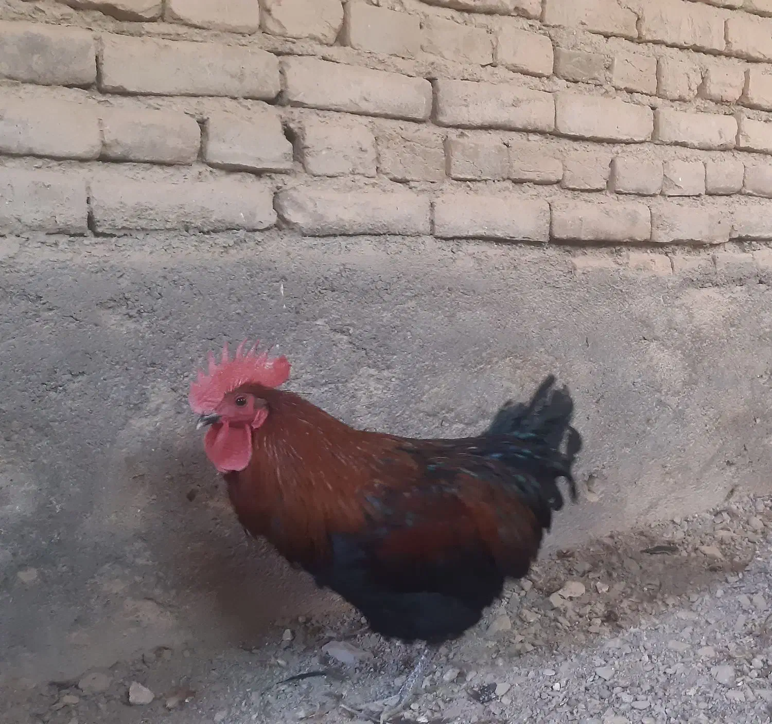 خروس محلی|حیوانات مزرعه|تربت‌حیدریه, بالا ولایت|دیوار