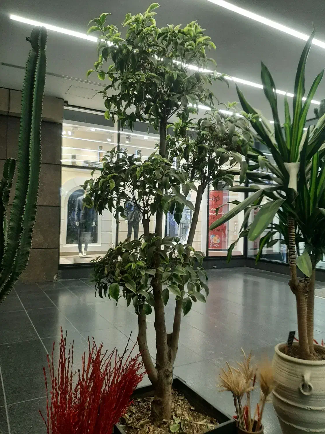 سانسوریا|گل و گیاه طبیعی|ری, اقدسیه|دیوار