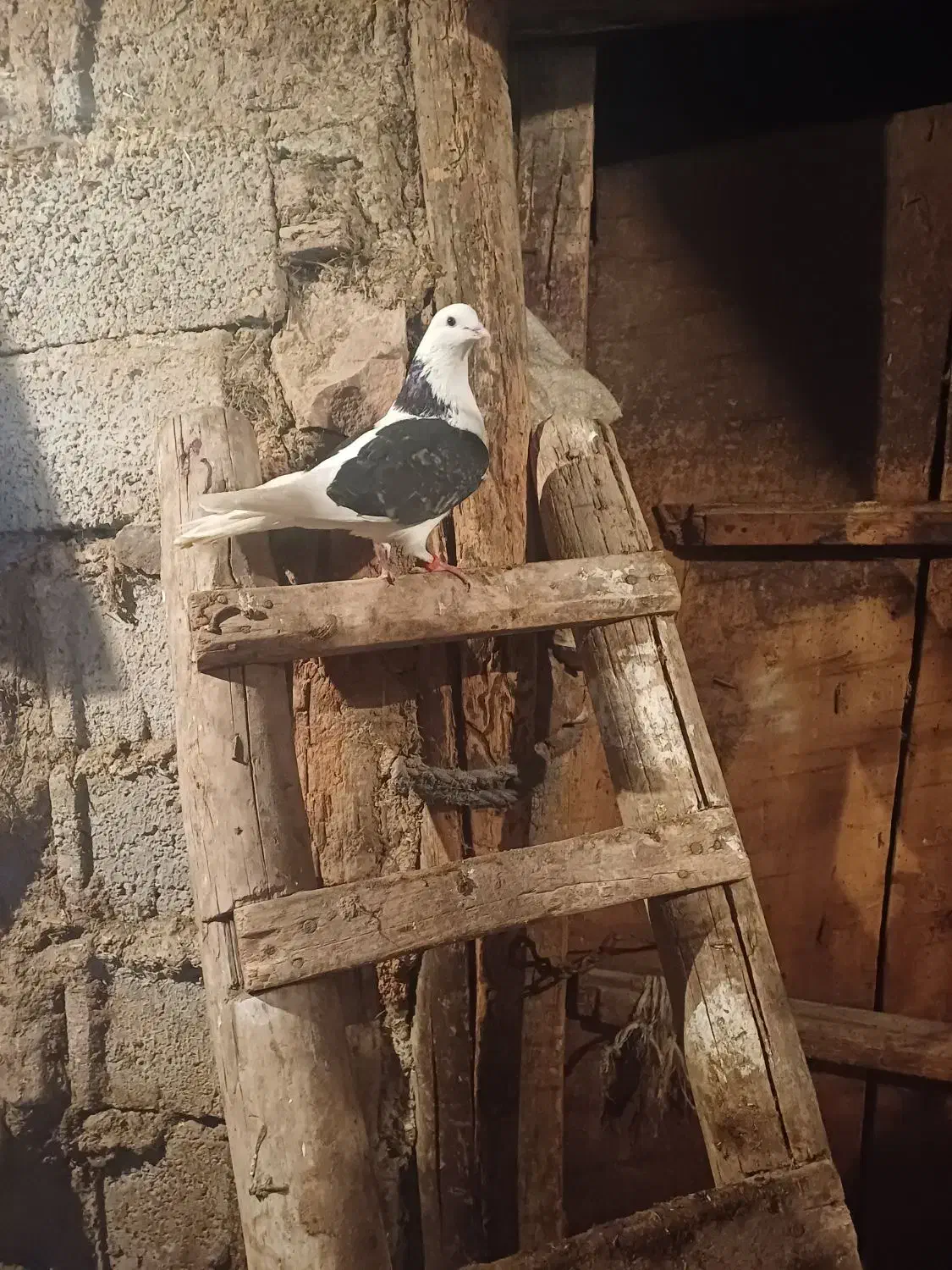 فقط تماس|پرنده|اهر, |دیوار