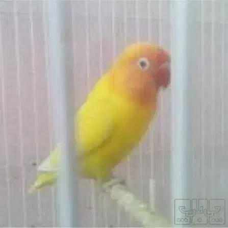 کتوله|حیوانات|کرمان, |دیوار