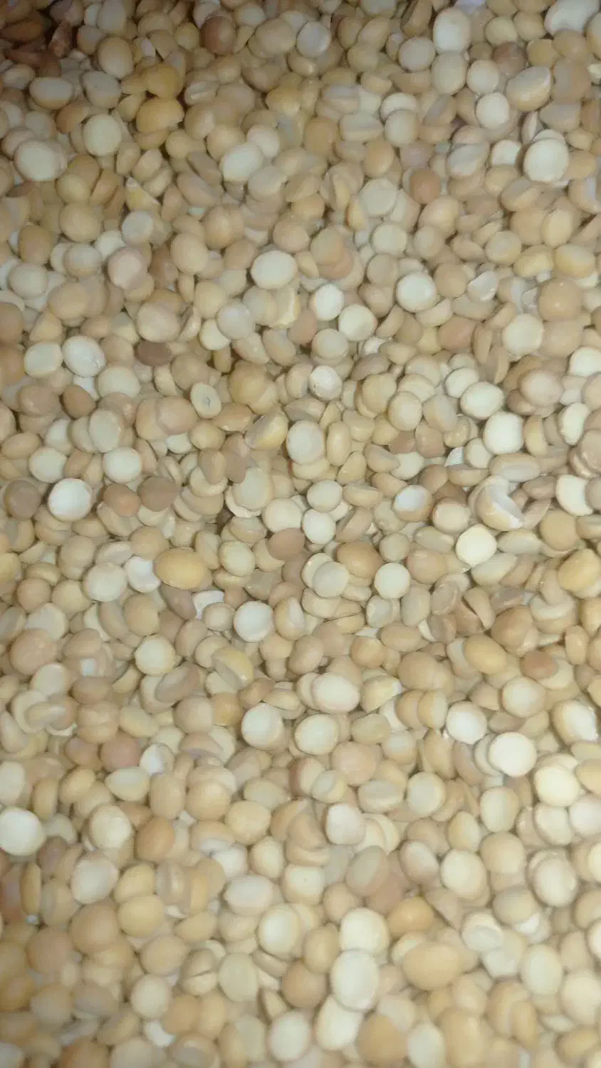 لپه|خوردنی و آشامیدنی|شیراز, مسلم|دیوار