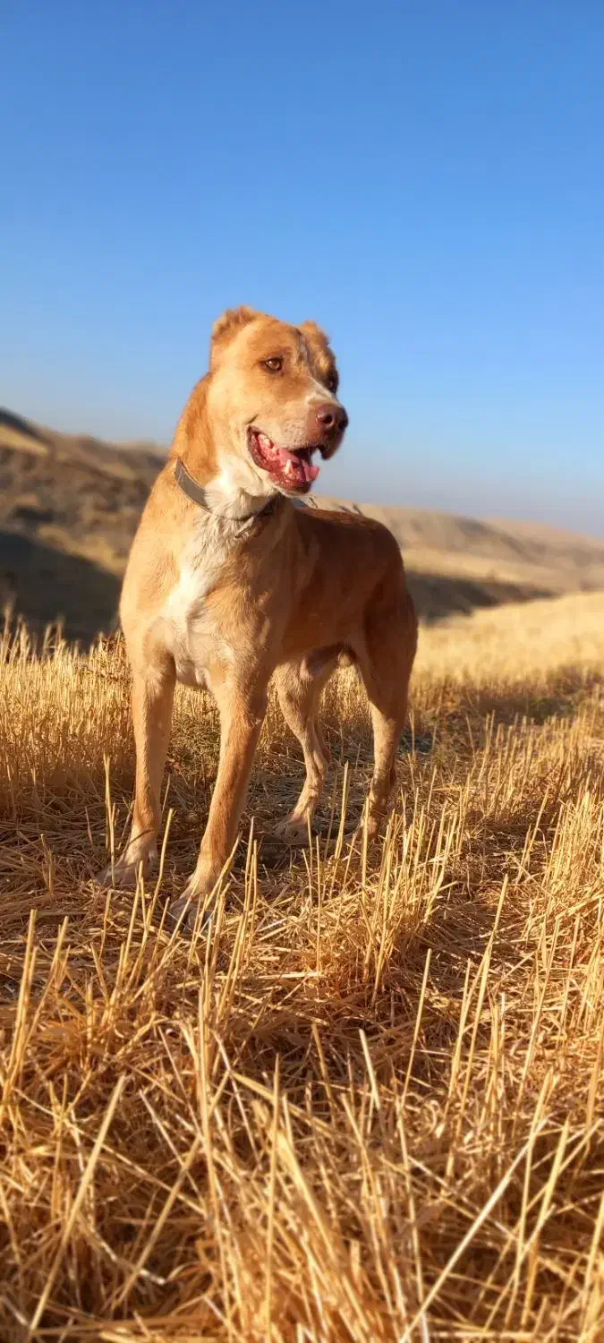 واگزاری سگ نگهبان|سگ|کرمانشاه, |دیوار