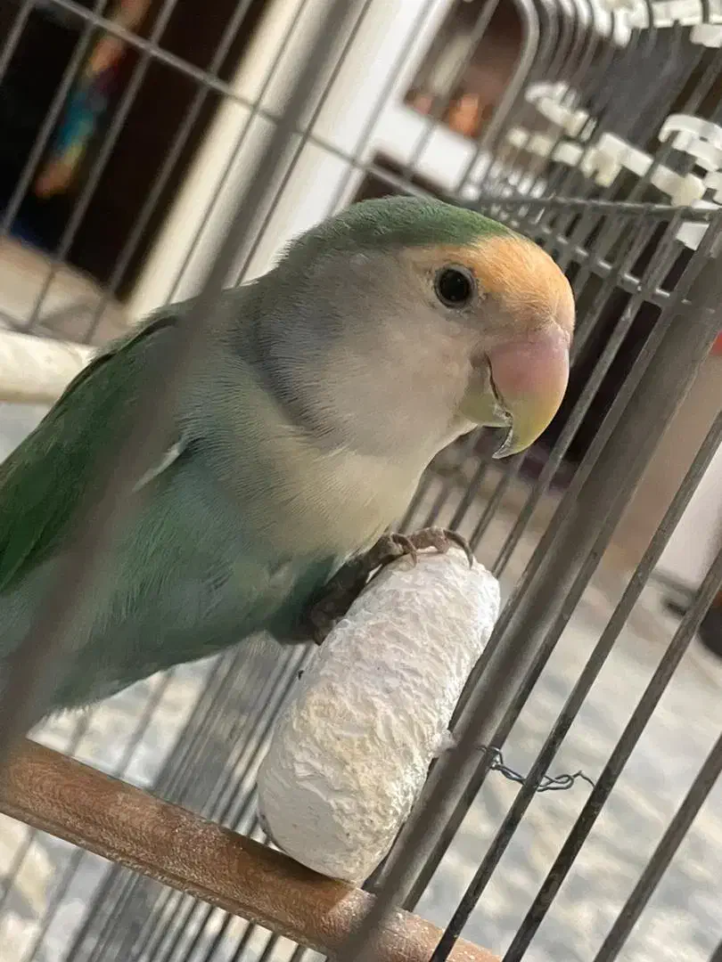 طوطی برزیلی اماده مست مست بشرط تخم گذار|پرنده|آفتاب, |دیوار