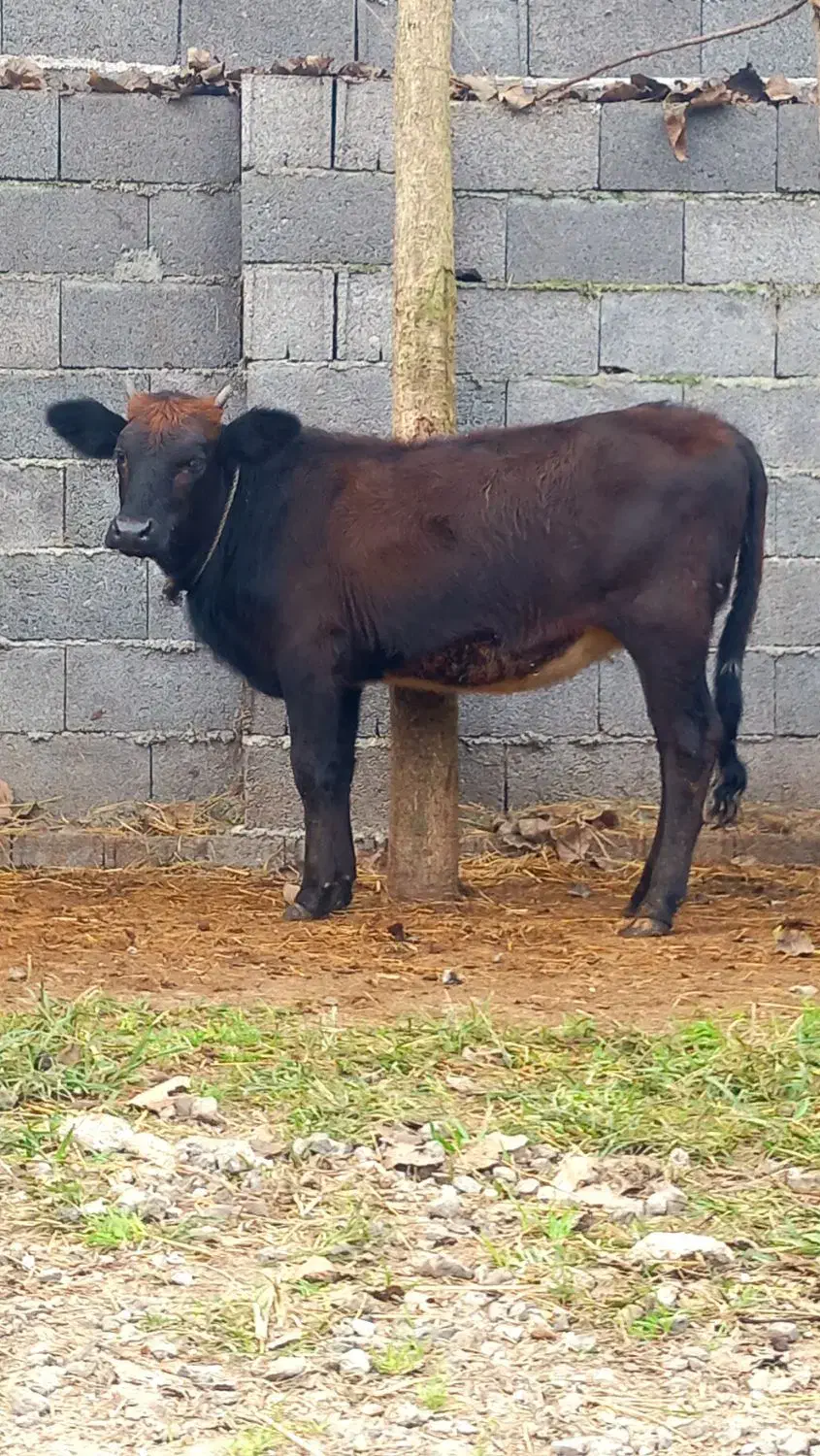 3 راس گاو .. لیشه چالوسی|حیوانات مزرعه|رشت, بازار|دیوار