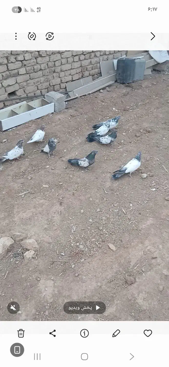 کله ای|پرنده|کبودرآهنگ, |دیوار