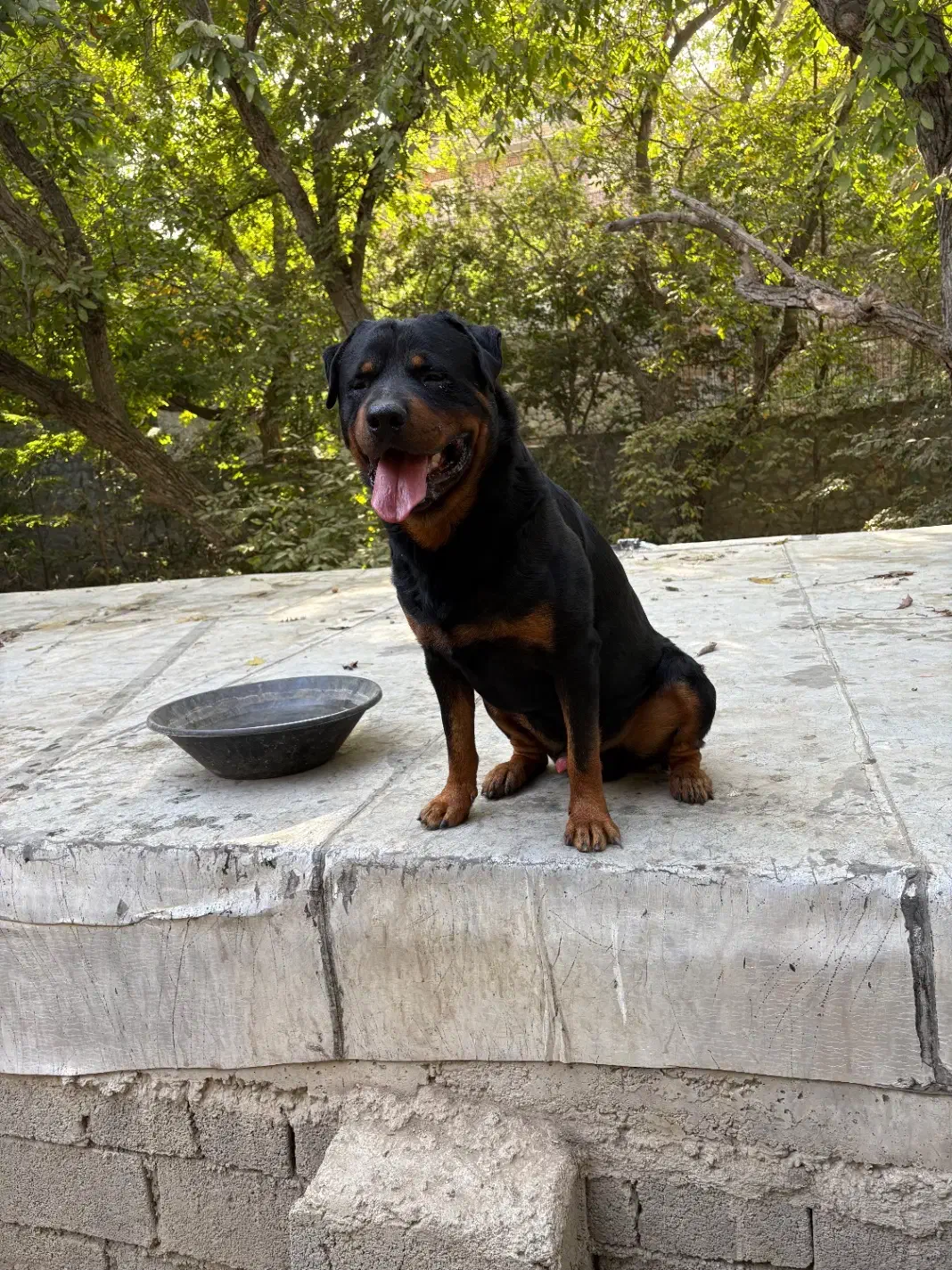 سگ روت|سگ|کوهسار (البرز), |دیوار