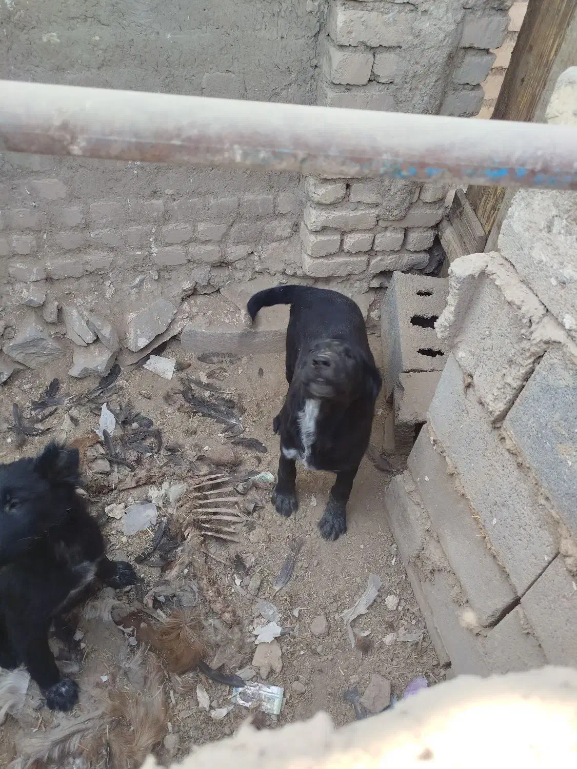 سگ قدرجونی|سگ|رودشت (اصفهان), |دیوار