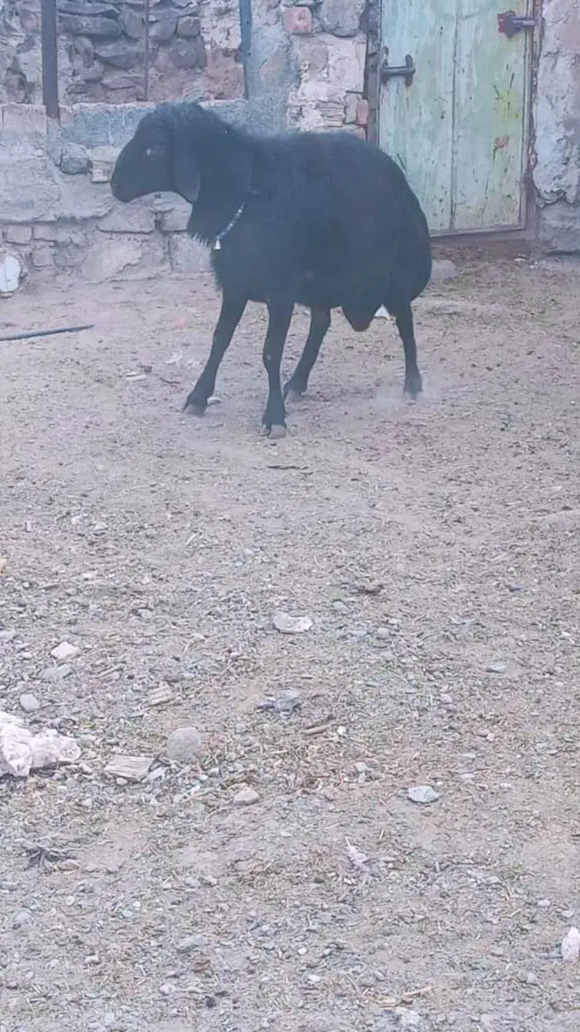 قوچ قره قزل هتروفروشی به شرط دوقلو|حیوانات مزرعه|خنداب, |دیوار