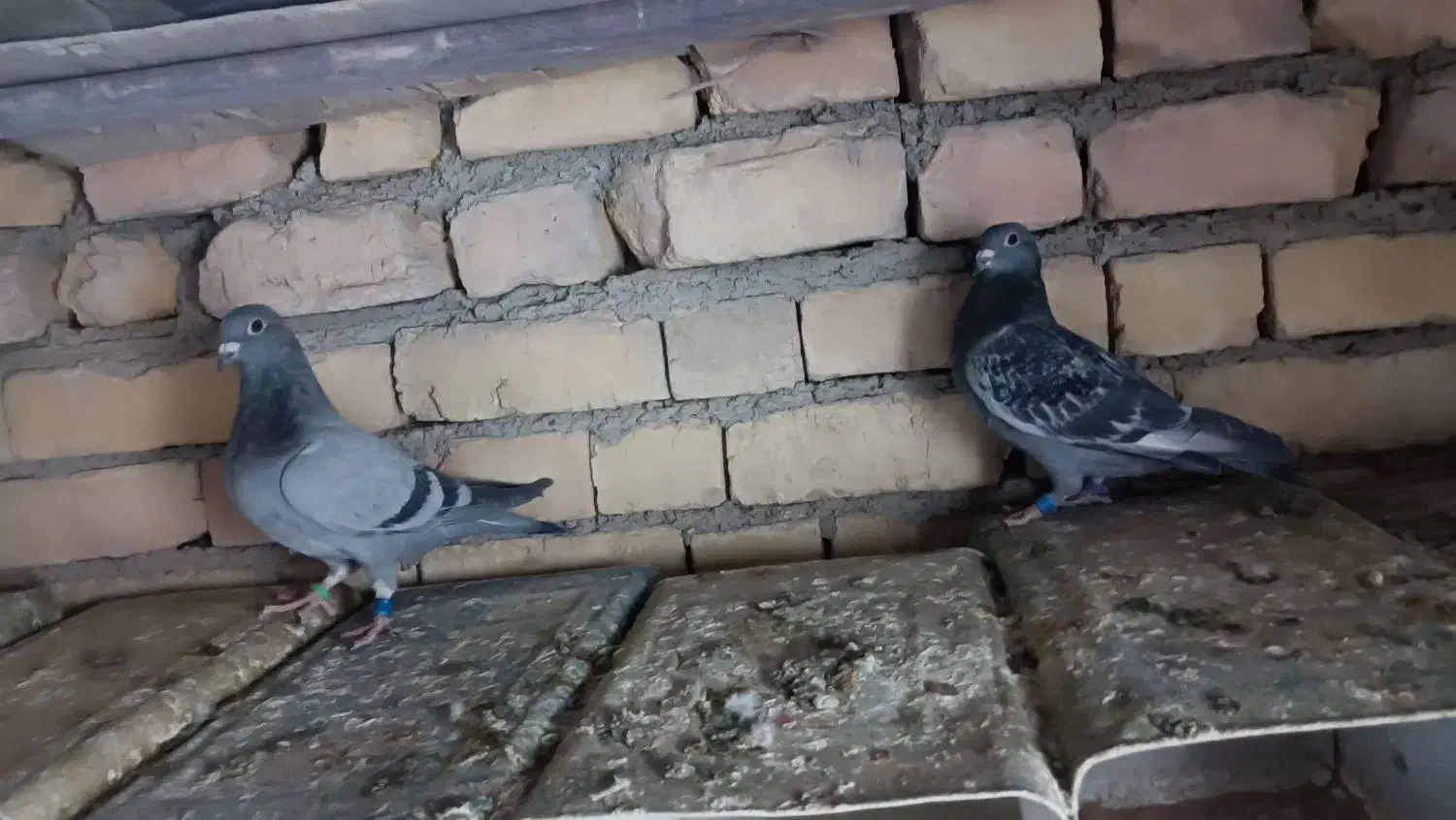 چهارتا مفلق پلاکی|پرنده|مبارکه, |دیوار