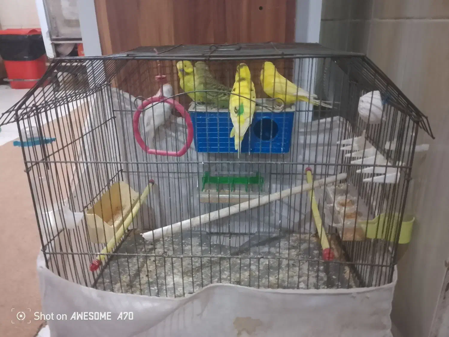 مرغ عشق 3عدد با قفس 600بدون قفس 450|پرنده|مسجد سلیمان, |دیوار