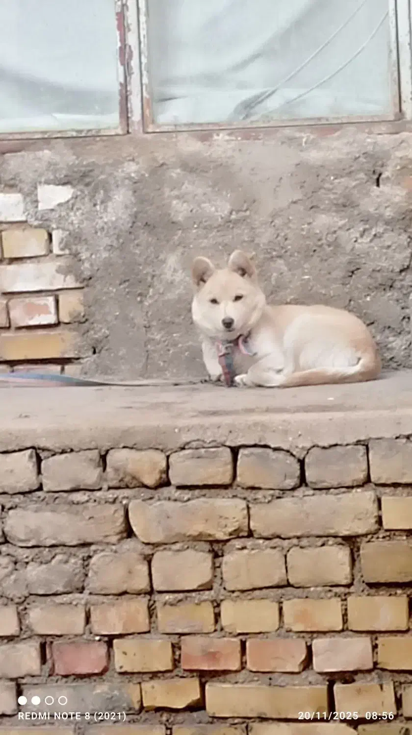 نژاد اشپیتز|سگ|بجنورد, |دیوار