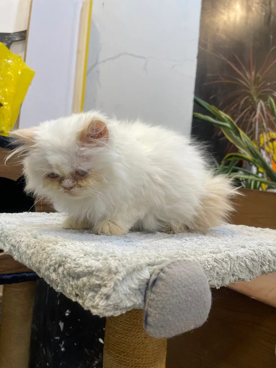 گربه اسکاتیش پرشین|گربه|تربتحیدریه, کوه سنگی|دیوار