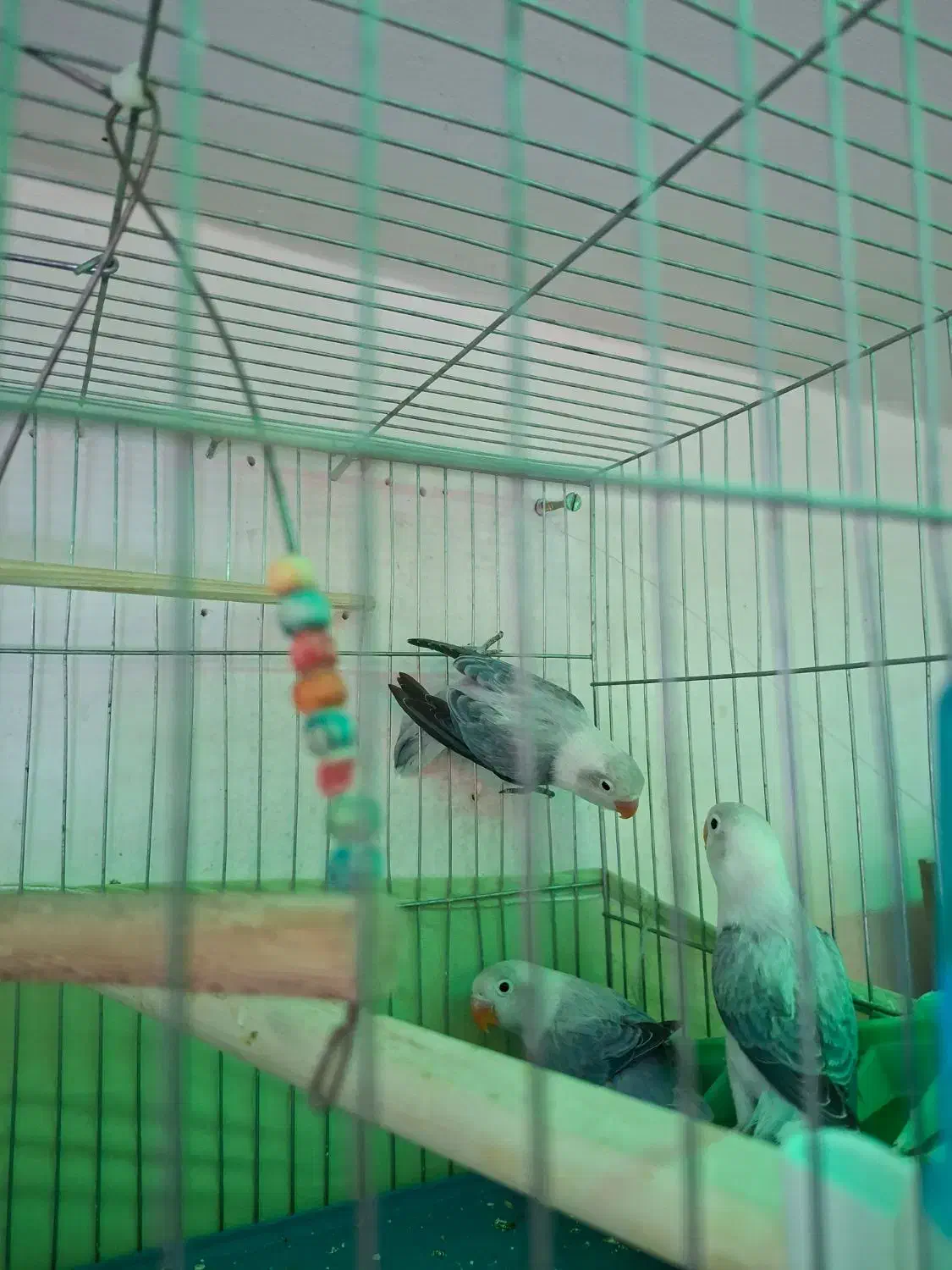 طوطی برزیلی یووینگ پاربلو نر و ماده|پرنده|اسلام‌شهر, شهرک واوان|دیوار