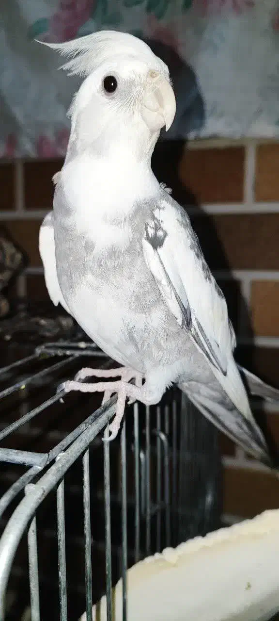 عروس هلندی لوتینو|پرنده|اردکان, |دیوار