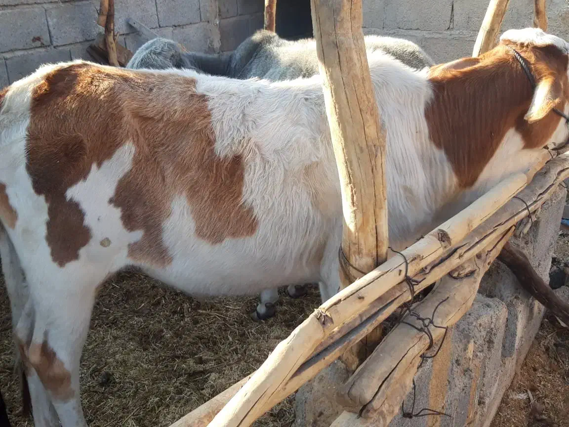 فروش گوساله نر|حیوانات مزرعه|خنج, |دیوار