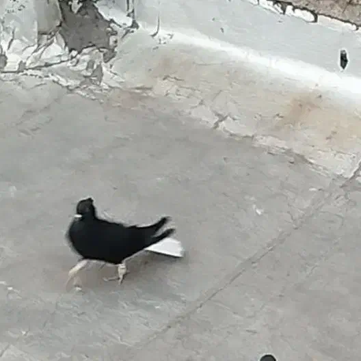 کفتر|پرنده|اقبالیه, |دیوار