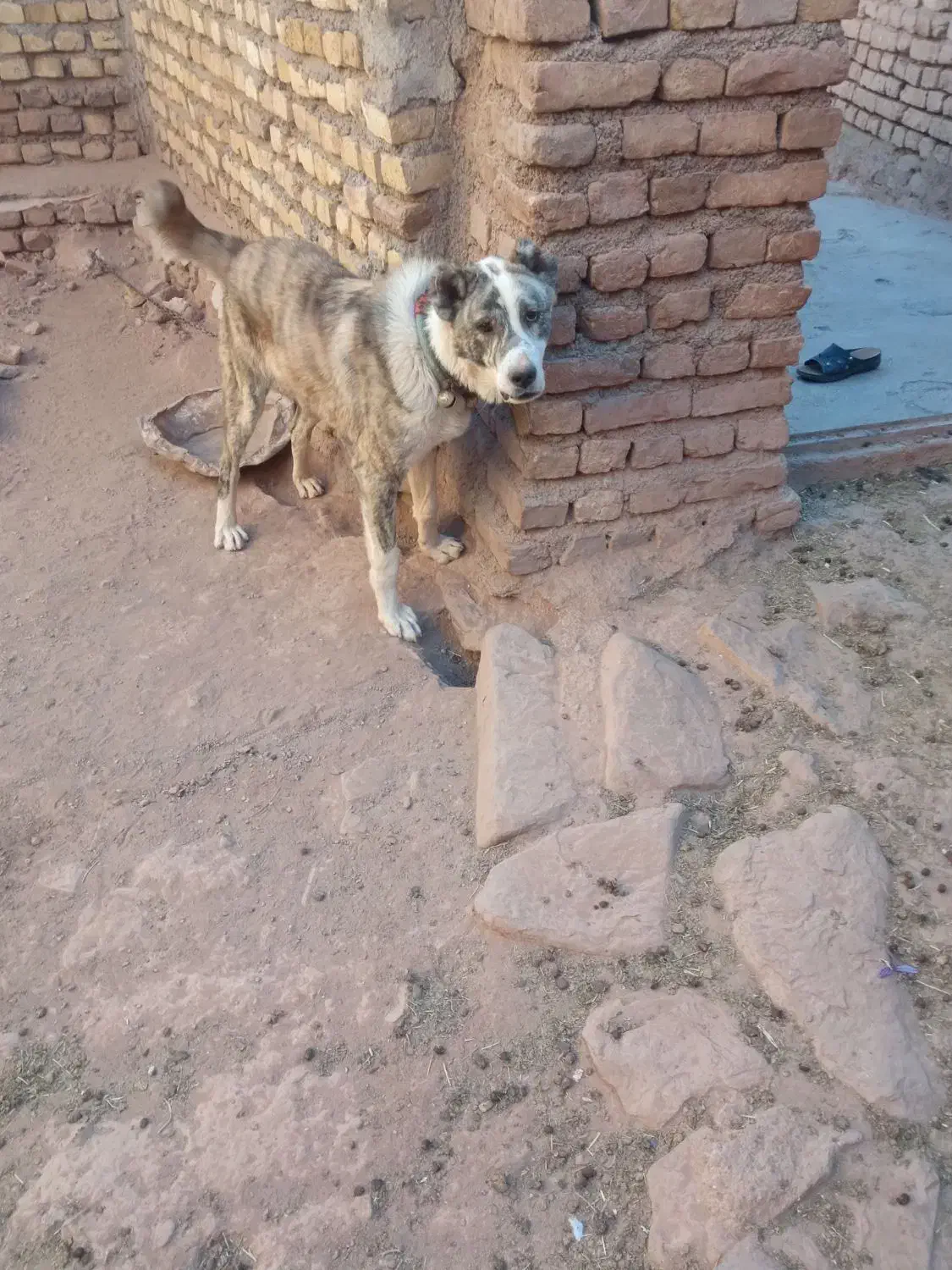 توله سگ|سگ|تربت‌حیدریه, بالا ولایت|دیوار