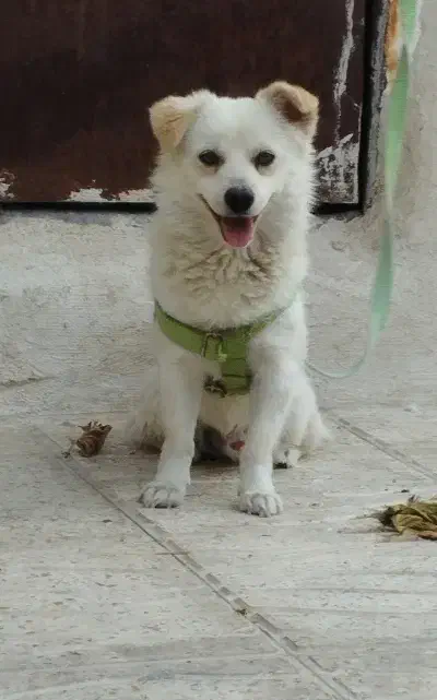 سگ.سگ پاکوتاه .سگ اشپیتز|سگ|صدرا-فارس, فاز ۱|دیوار