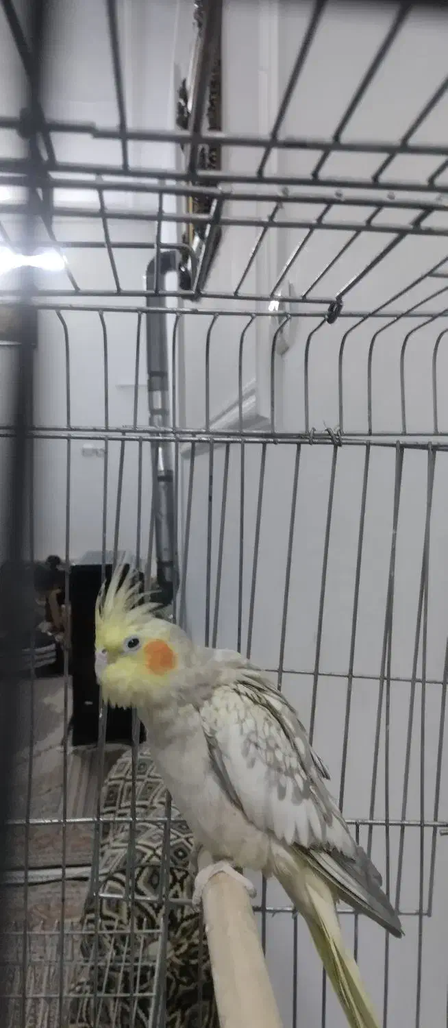 عروس هلندی با قفس و تجهیزات|پرنده|قدس, شهرقدس|دیوار