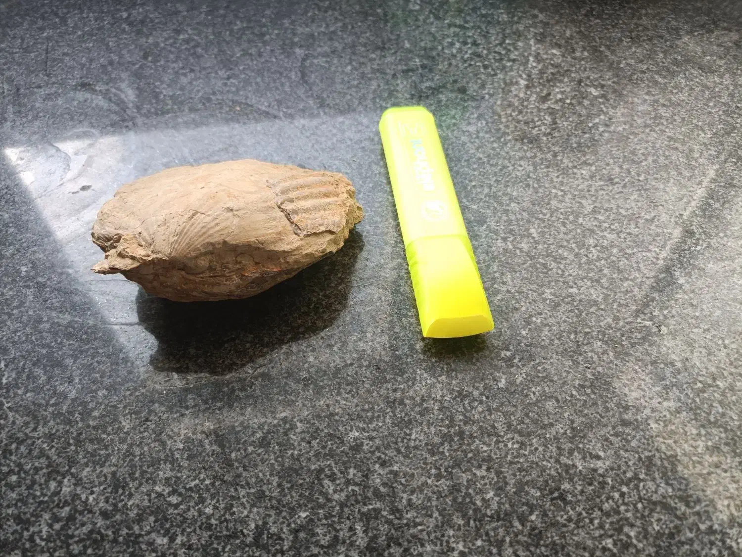 فسیل دو کفه ای مربوط به ژوراسیک ایران|کلکسیون اشیاء عتیقه|طبس, |دیوار