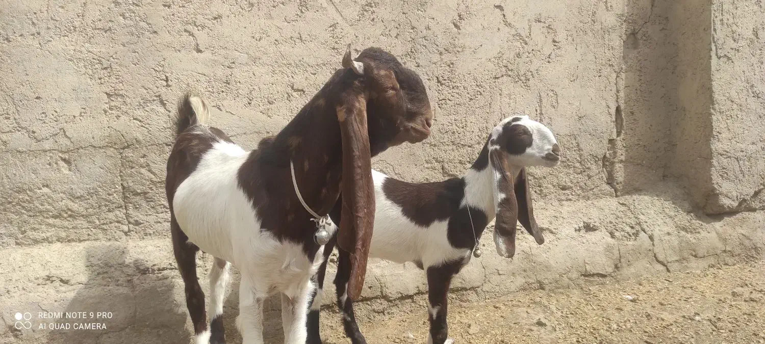 کعره|حیوانات مزرعه|زهک, |دیوار