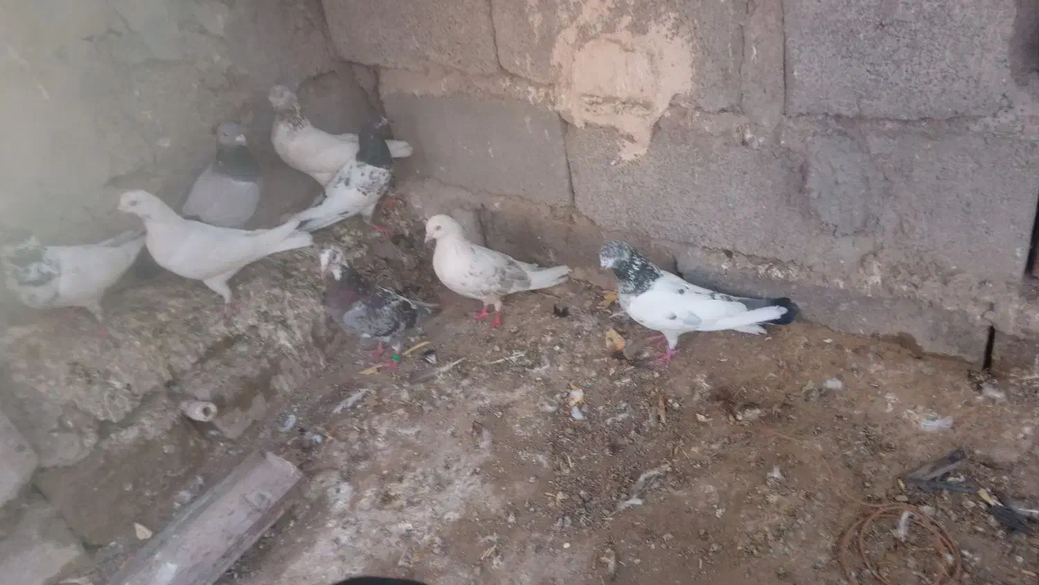 کبوتر|پرنده|عنبرآباد, |دیوار