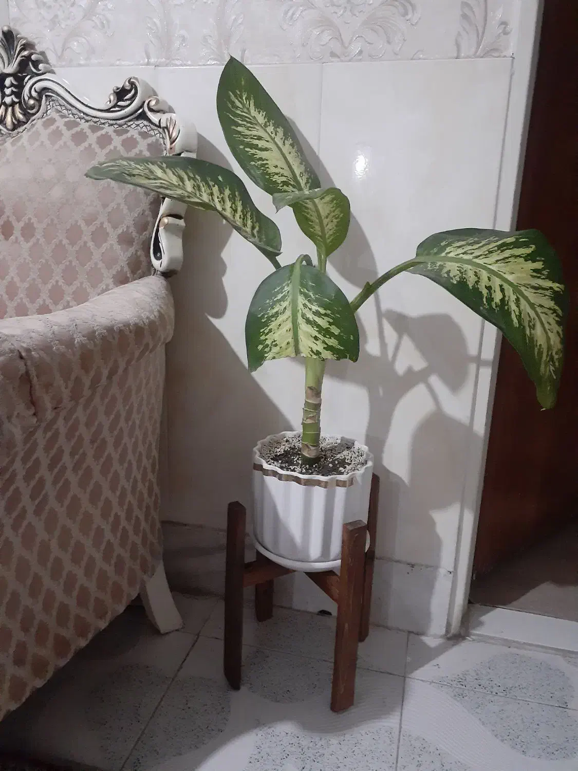 گل طبیعی|گل و گیاه طبیعی|اسلامشهر, شهرک قائمیه|دیوار